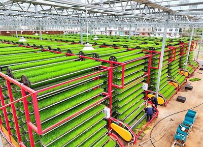 江西赣州 智慧育秧助力粮食生产 技术推广服务惠及农民